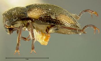 Media type: image;   Entomology 24463 Aspect: habitus lateral view
